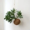 PLANT eplanet, Organ Pipe Online