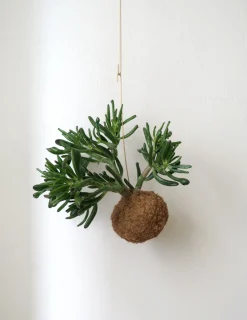 PLANT eplanet, Organ Pipe Online