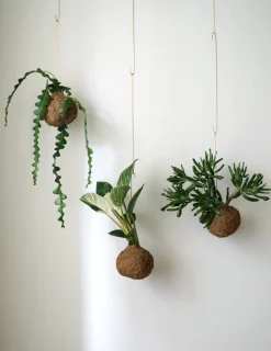 PLANT eplanet, Organ Pipe Online
