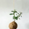 PLANT eplanet, Paradistræ Clearance