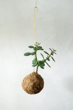 PLANT eplanet, Paradistræ Clearance