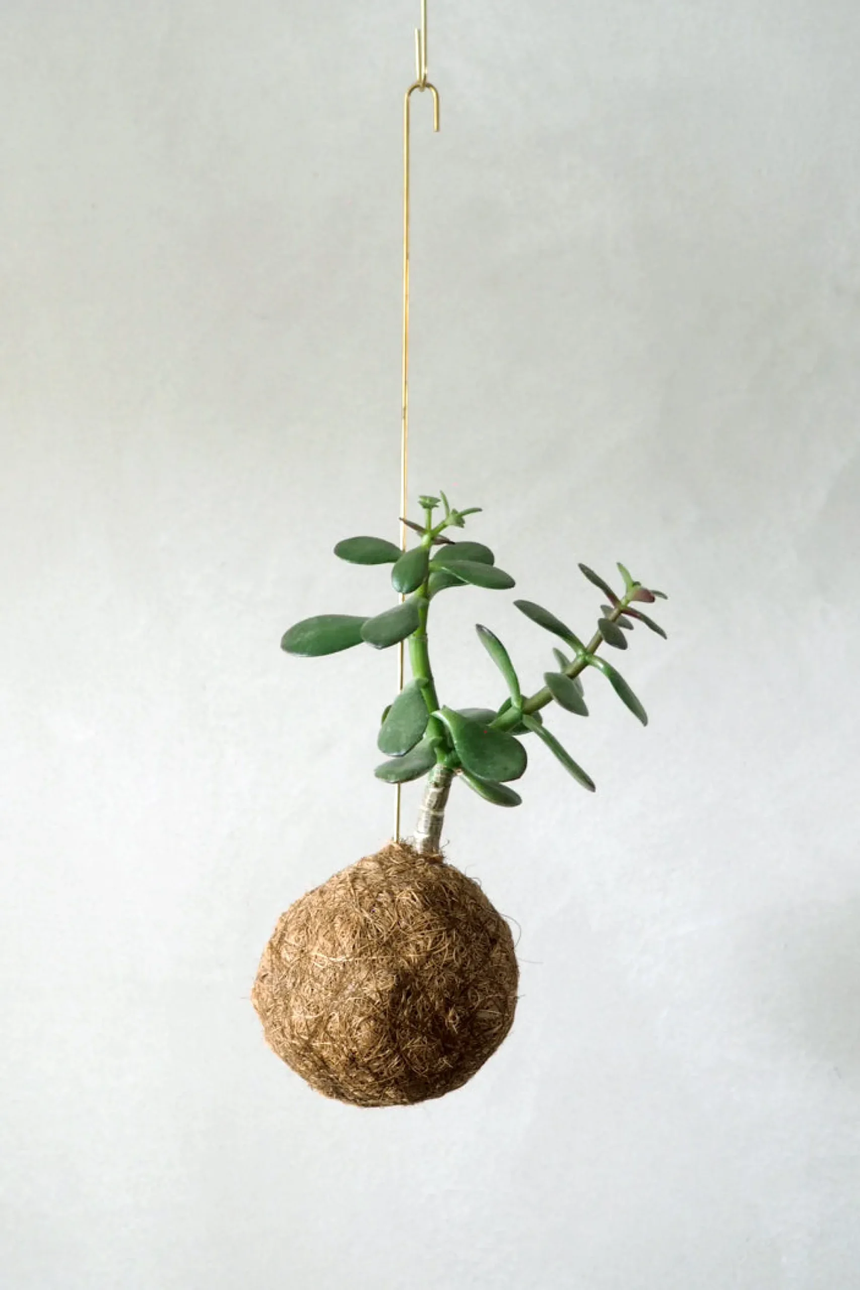 PLANT eplanet, Paradistræ Clearance