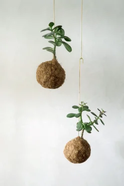 PLANT eplanet, Paradistræ Clearance