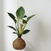 PLANT eplanet, Philodendron Birkin Sale
