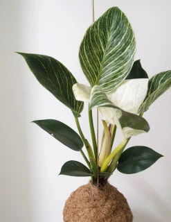 PLANT eplanet, Philodendron Birkin Sale