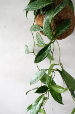 PLANT eplanet, Silver spot leaf Sale