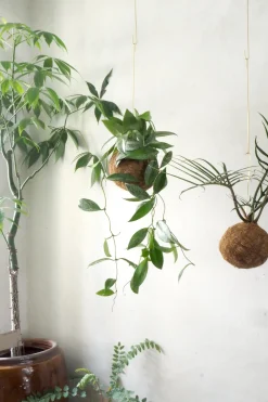 PLANT eplanet, Silver spot leaf Sale