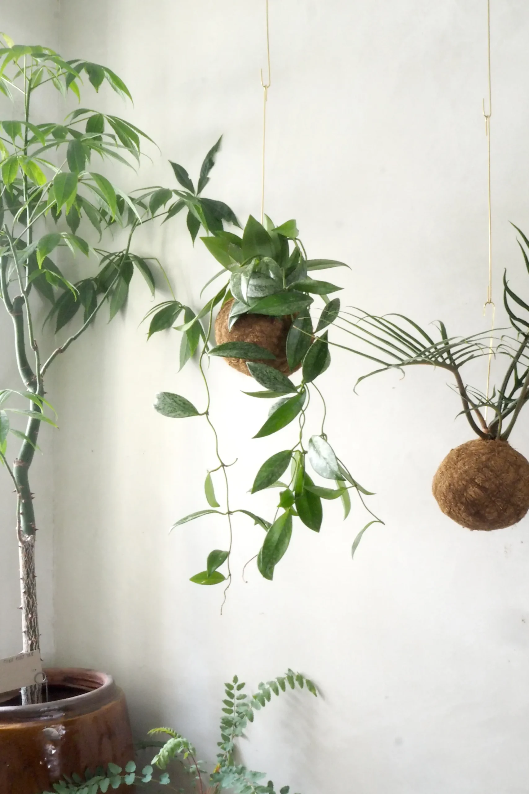 PLANT eplanet, Silver spot leaf Sale