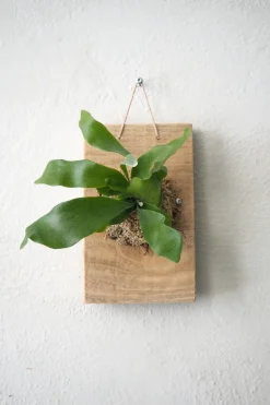 PLANT etrofæ, Hjortetak, small Online