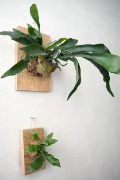 PLANT etrofæ, Hjortetak, small Online