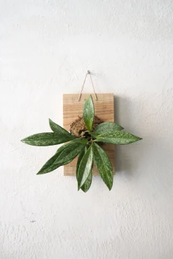 PLANT etrofæ, Hoya Sivler spot, small Online