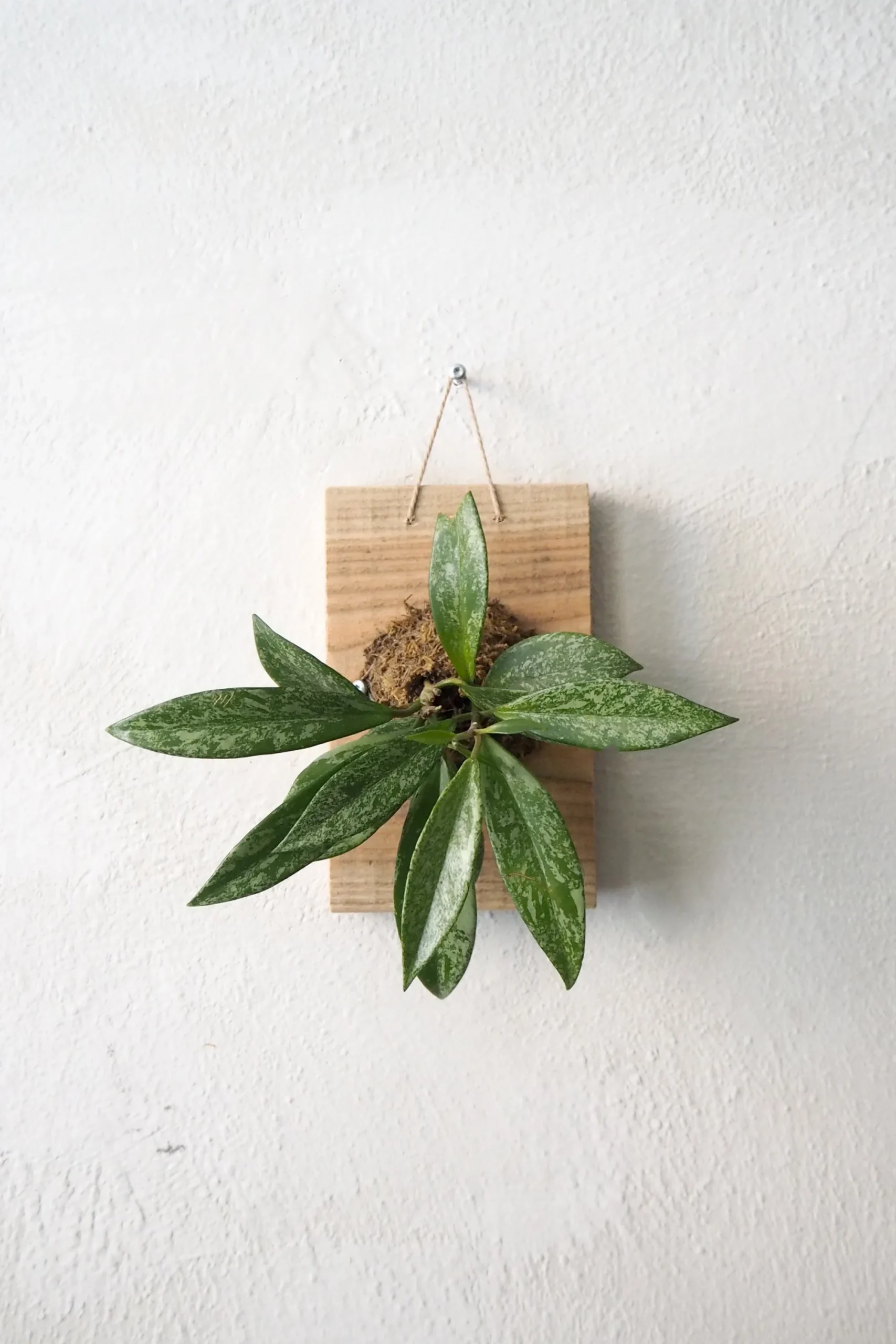 PLANT etrofæ, Hoya Sivler spot, small Online
