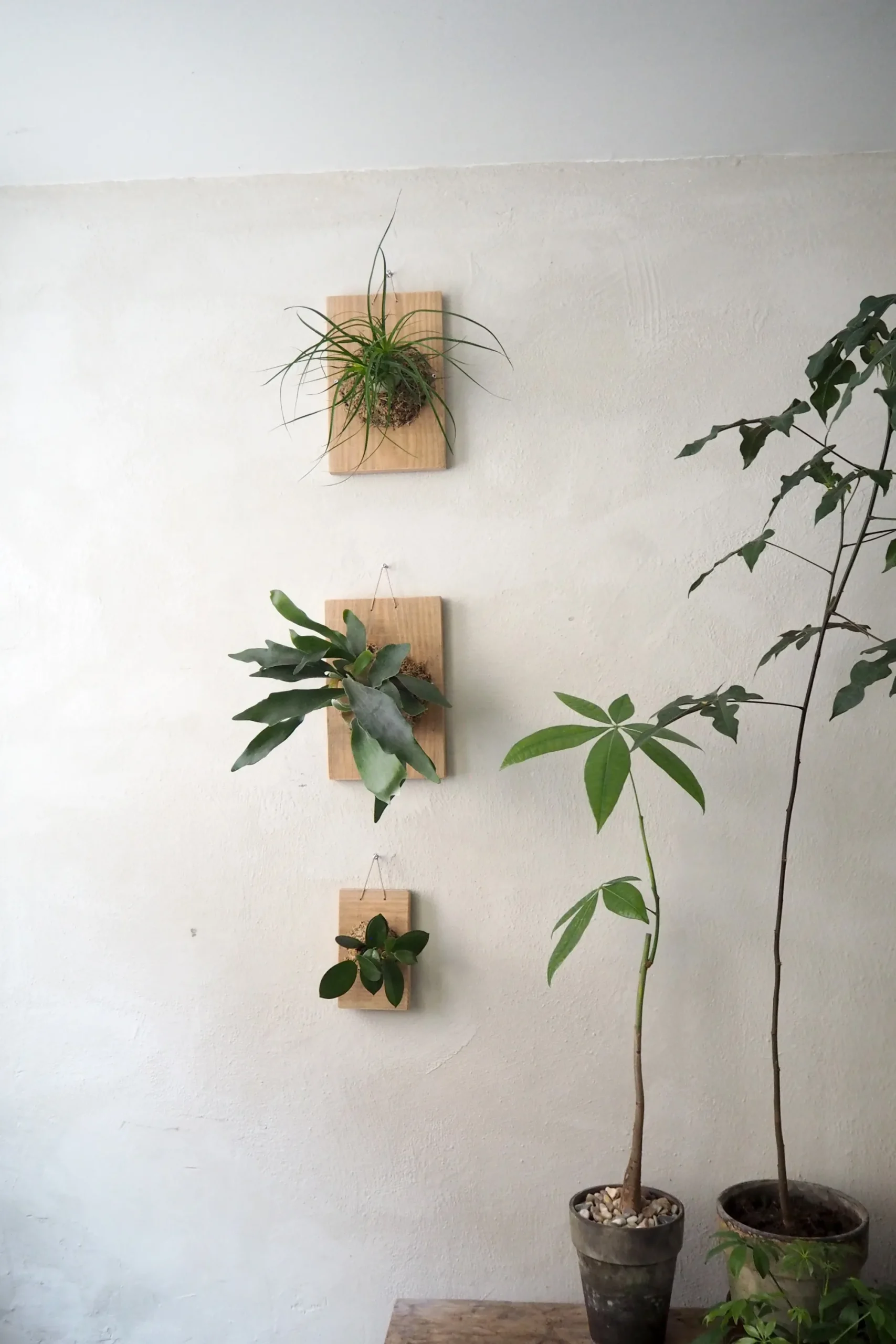 PLANT etrofæ, Hoya Sivler spot, small Online