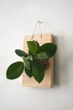 PLANT etrofæ, Hoya, small Sale