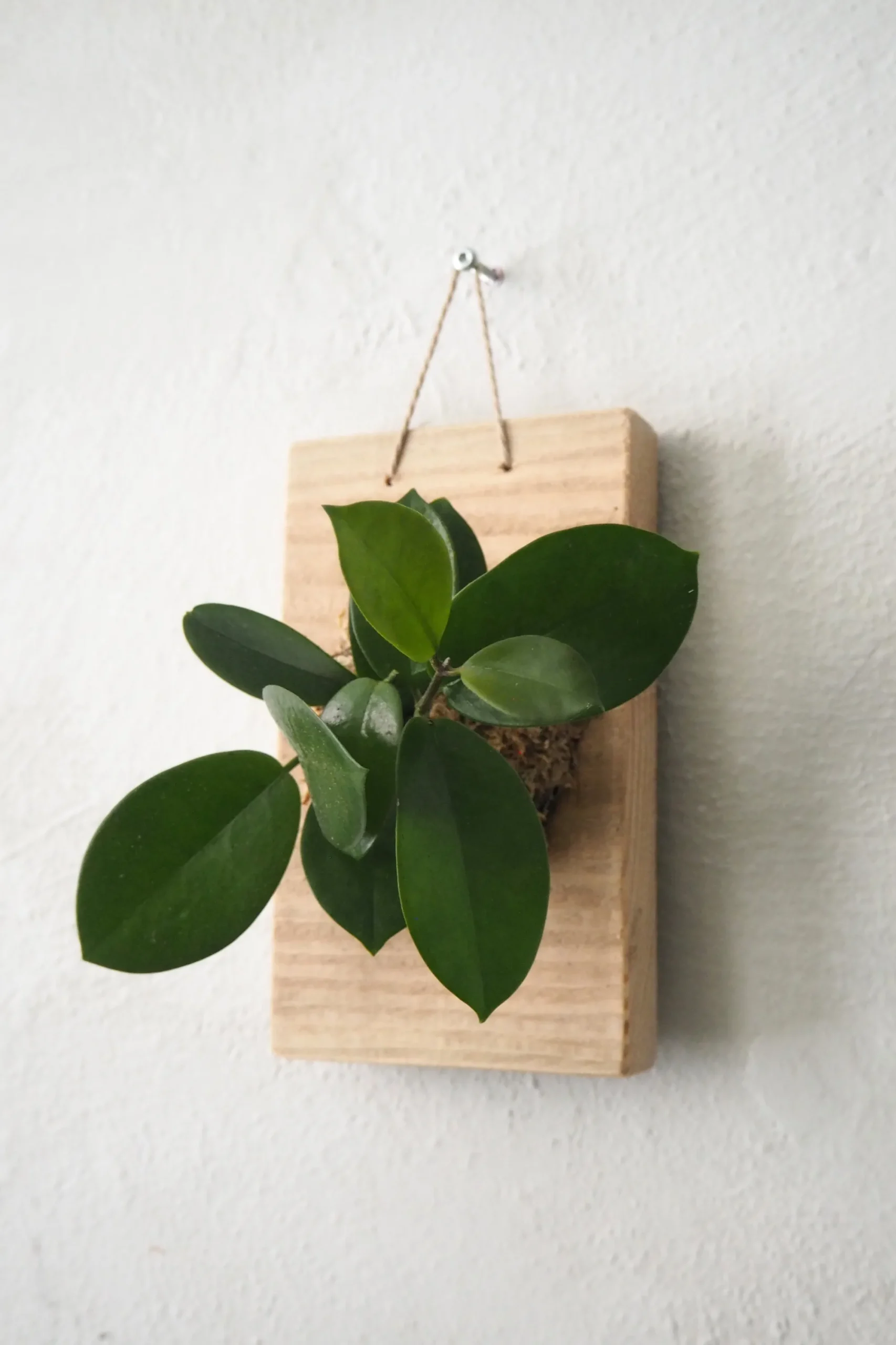 PLANT etrofæ, Hoya, small Sale