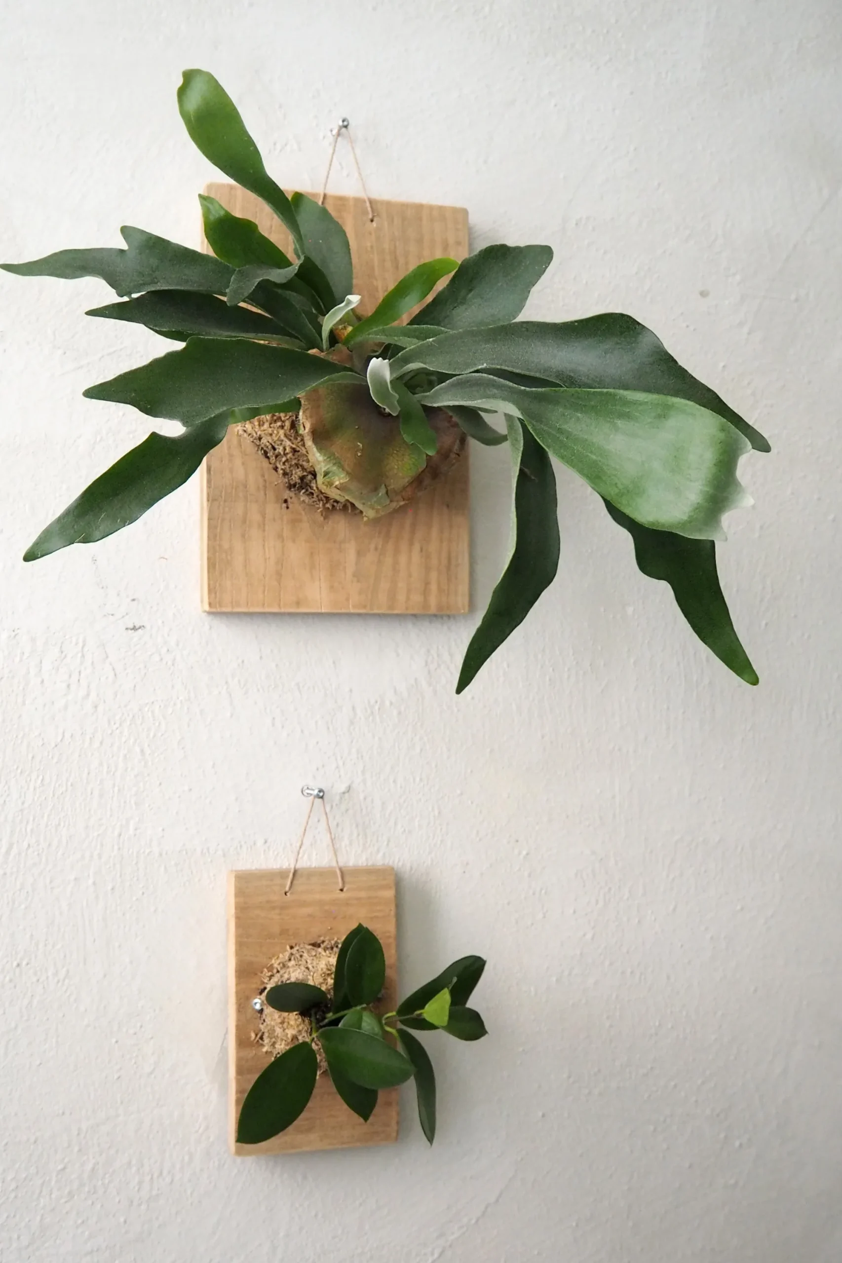 PLANT etrofæ, Hoya, small Sale