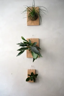 PLANT etrofæ, Hoya, small Sale