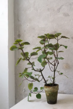 PLANT Plectranthus Online
