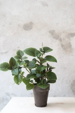 PLANT Plectranthus purpuratus Sale
