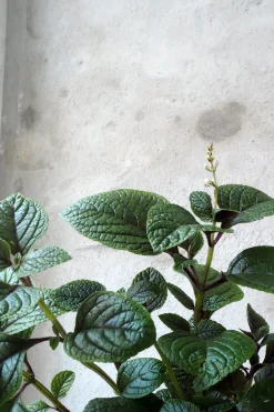 PLANT Plectranthus purpuratus Sale