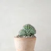 PLANT Polaskia Chipchipe F. Cristata, medium New