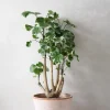 PLANT Polyscias Balfourian Sale