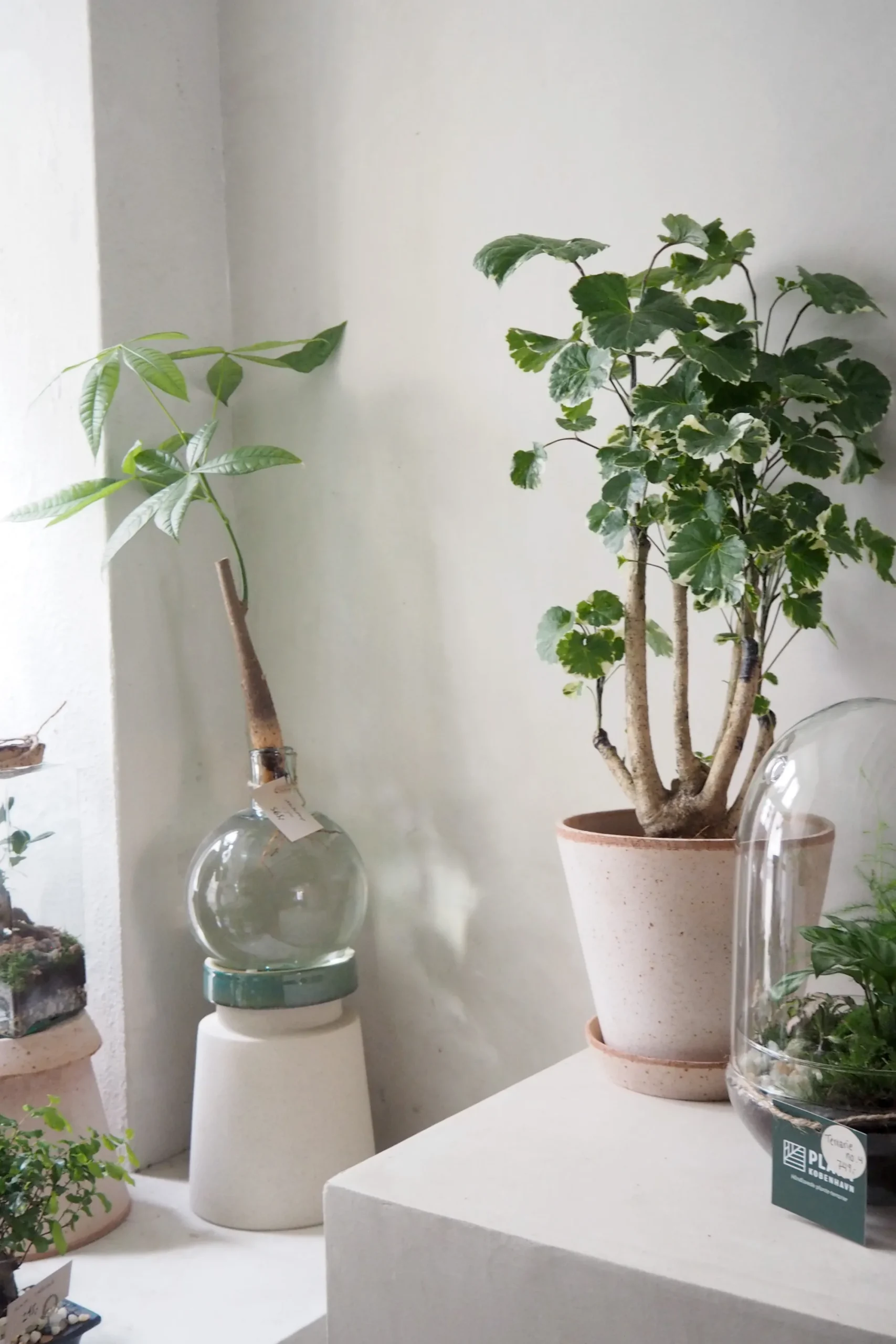 PLANT Polyscias Balfourian Sale