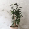 PLANT Polyscias Fabian, stor Discount