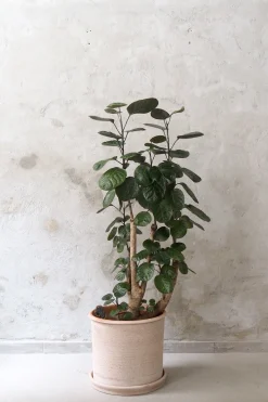 PLANT Polyscias Fabian, stor Discount
