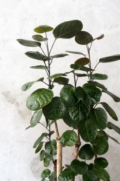 PLANT Polyscias Fabian, stor Discount