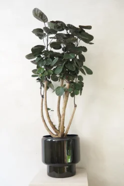 PLANT Polyscias Fabian, stor Discount