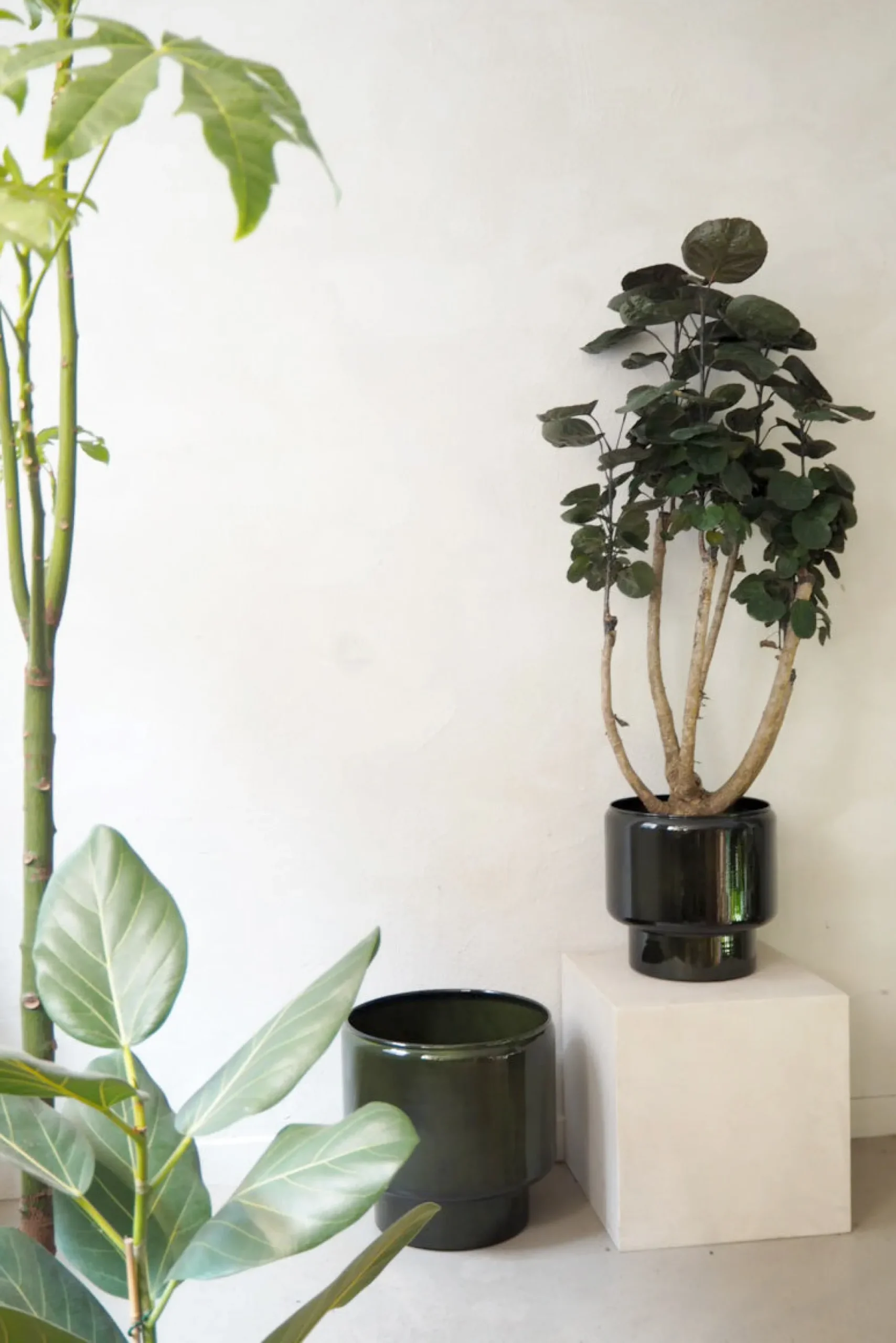 PLANT Polyscias Fabian, stor Discount