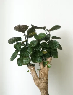 PLANT Polyscias Fabian, stor Discount