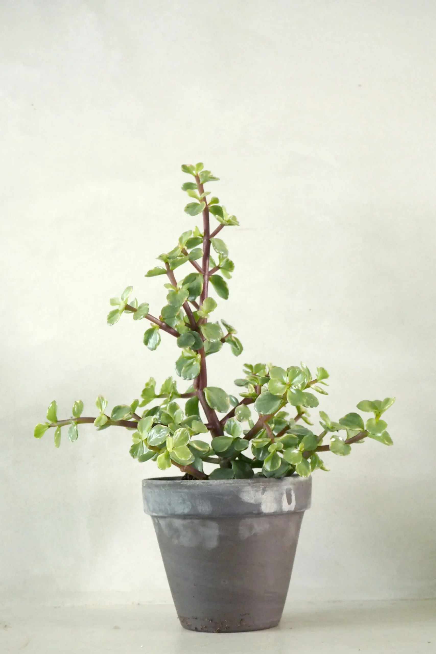 PLANT Portulacaria afra Clearance