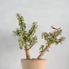 PLANT Portulacaria afra 'Medio-picta' Sale