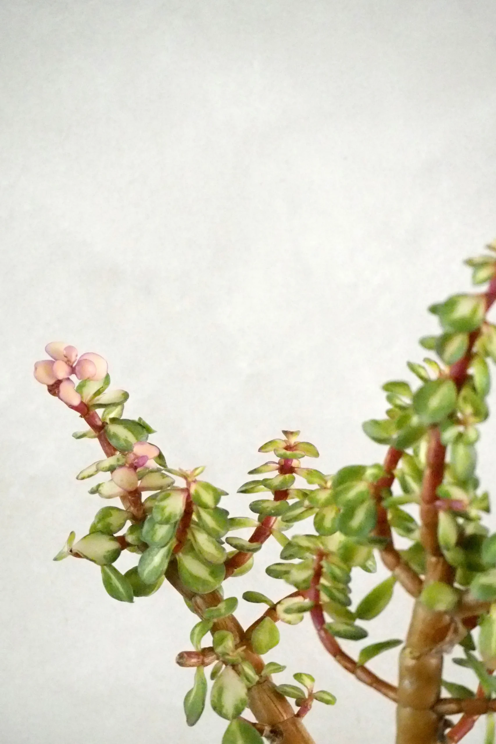 PLANT Portulacaria afra 'Medio-picta' Sale
