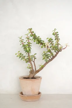 PLANT Portulacaria afra 'Medio-picta' Sale