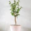 PLANT Portulacaria afra Opstammet Hot