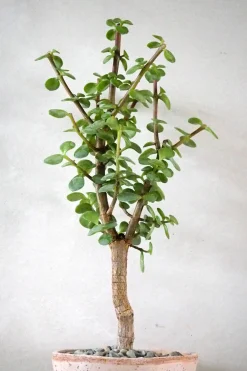 PLANT Portulacaria afra Opstammet Hot