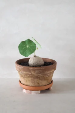 PLANT Pottefødder, terracotta Sale