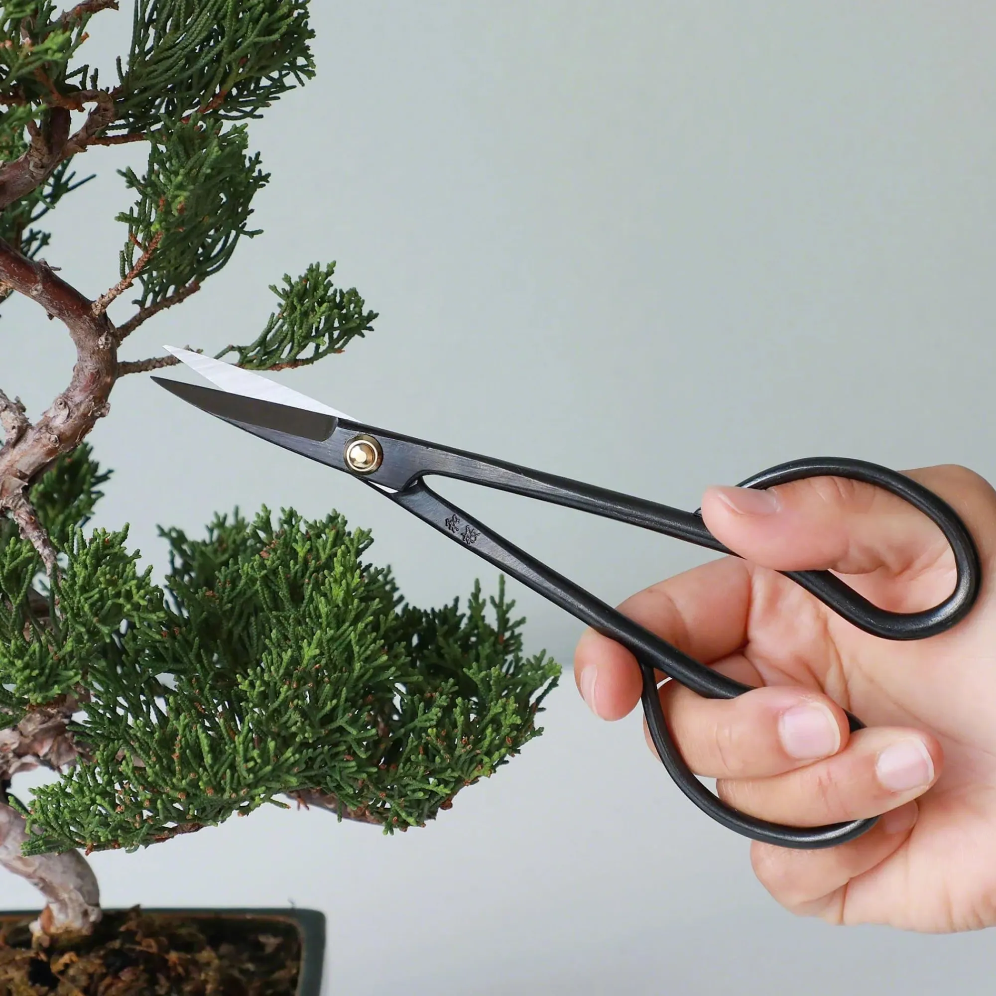 PLANT Pro Bonsai starter kit Sale