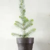PLANT Rødgran Discount