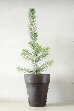 PLANT Rødgran Discount