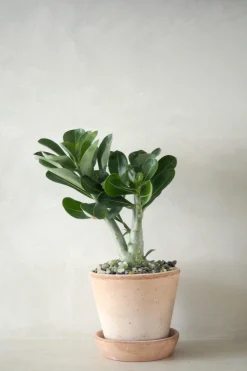 PLANT Ørkenrose, medium Online