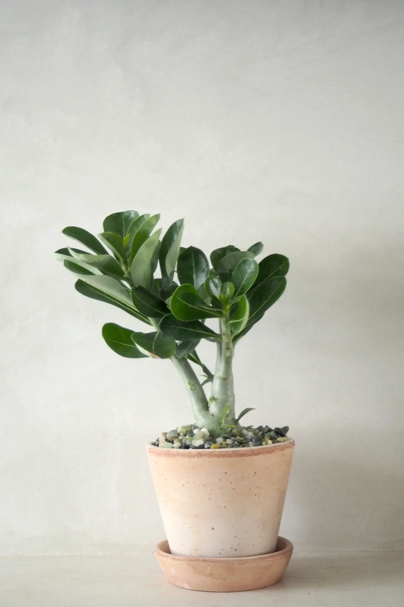PLANT Ørkenrose, medium Online
