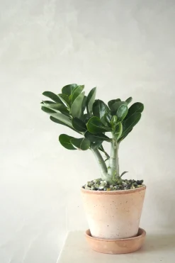 PLANT Ørkenrose, medium Online