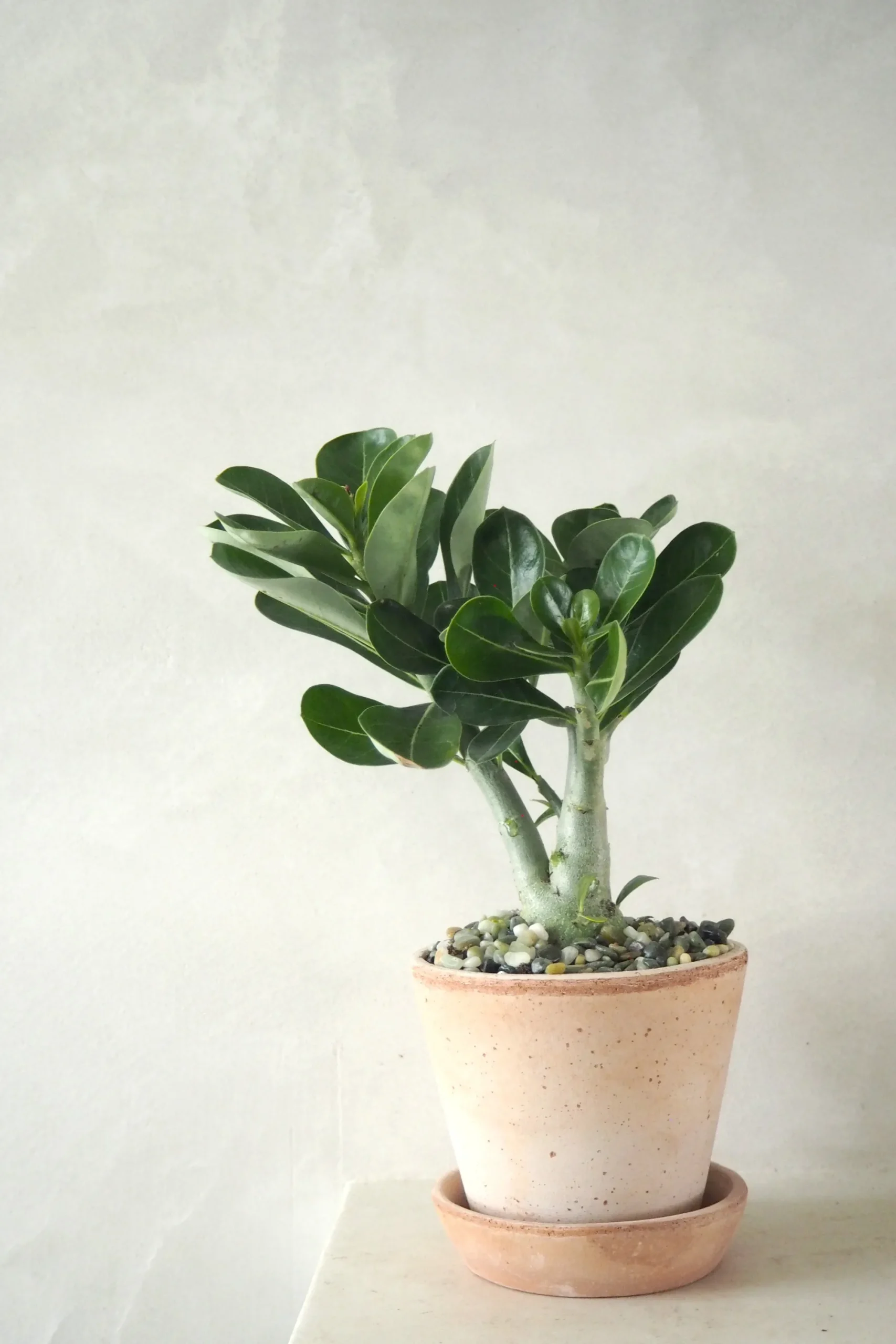 PLANT Ørkenrose, medium Online