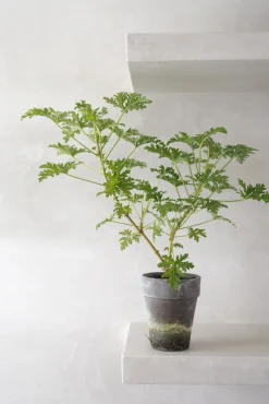 PLANT Rosengeranium Outlet