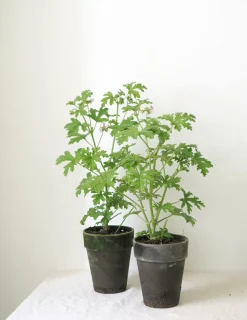 PLANT Rosengeranium Outlet