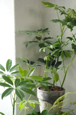 PLANT Schefflera Discount